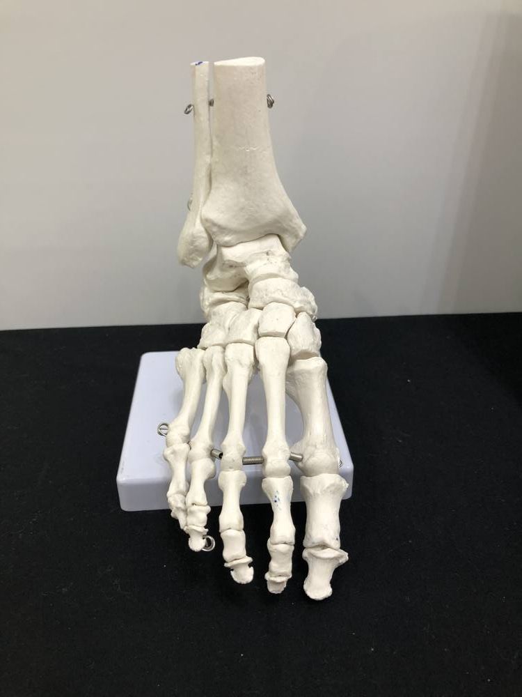 足の骨格模型 正面